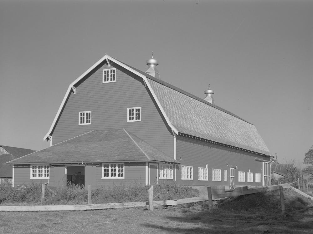 Hip Barn Of Dairy Farmer In Tillamook County, Oregon, Most Of The Milk Produced In This County Is Made Int