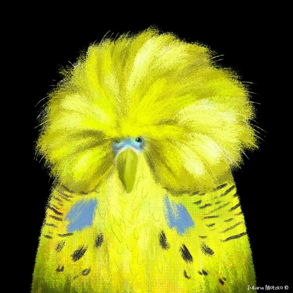 English Budgerigar