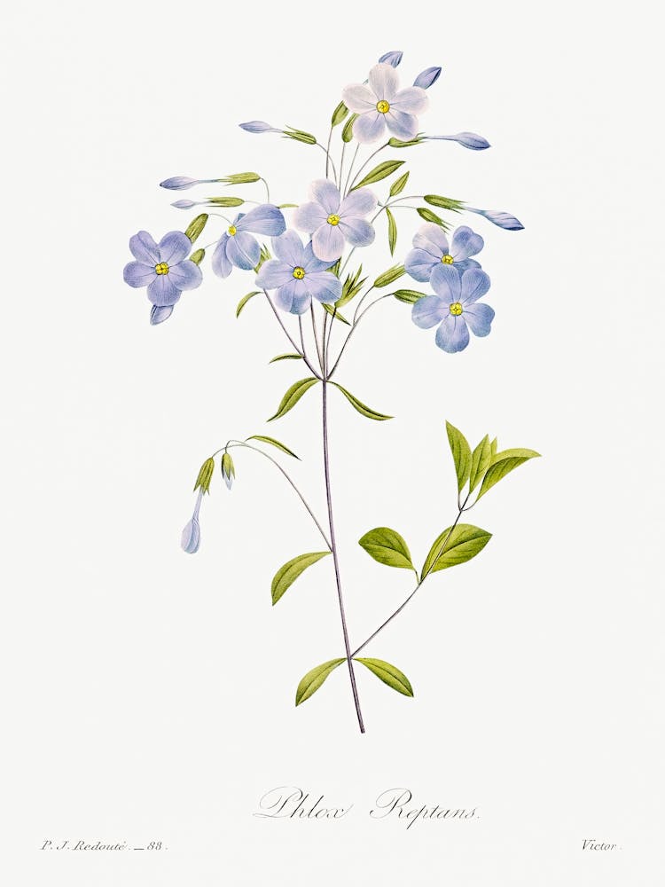 Reptans, Pierre Joseph Redoute
