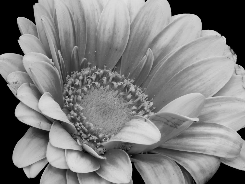 Black And White Flower 20