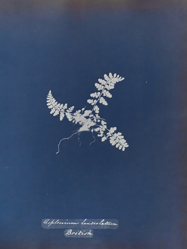Fern 7