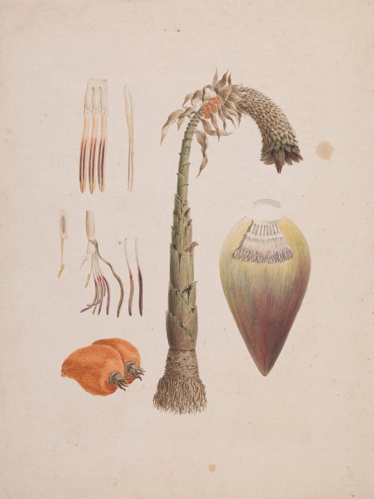 Banane Sauvage Africaine, Luigi Balugani