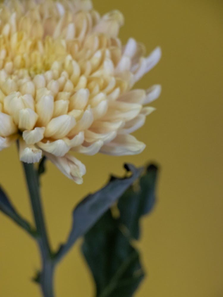 Yellow Chrysanthemum Flower