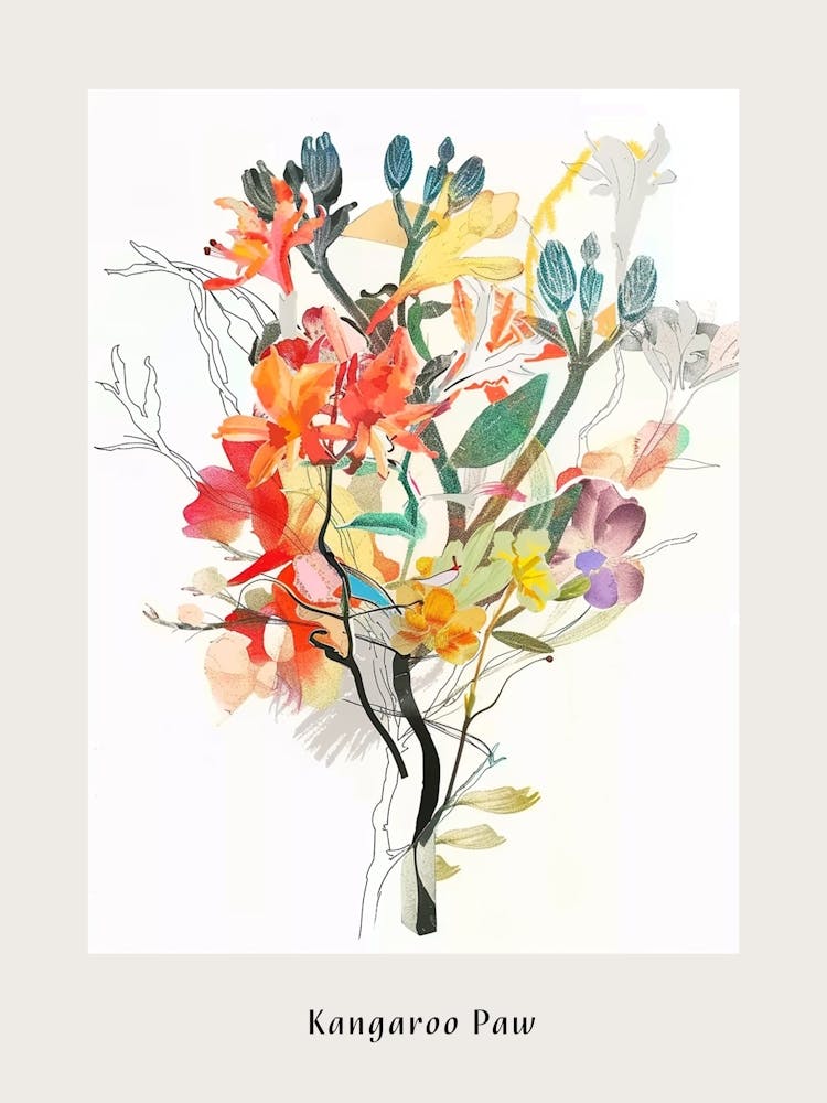 Kangaroo Paw Collage Flower Bouquet Poster