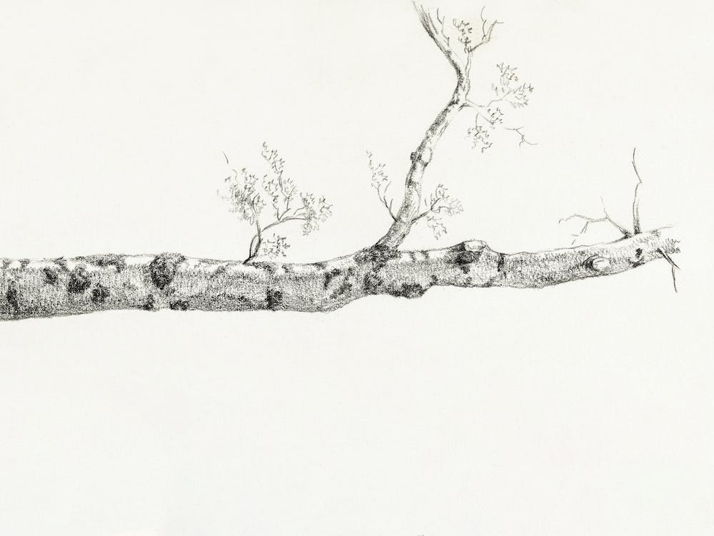 Study Of A Tree, Jean Bernard