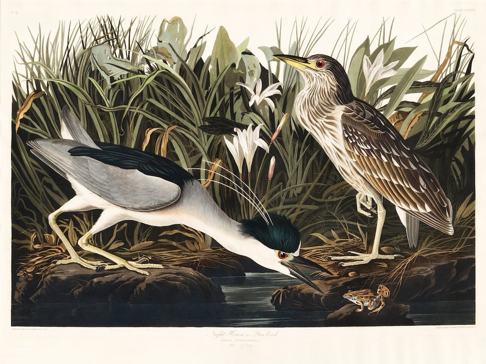 Night Heron   Birds Of America, John James Audubon