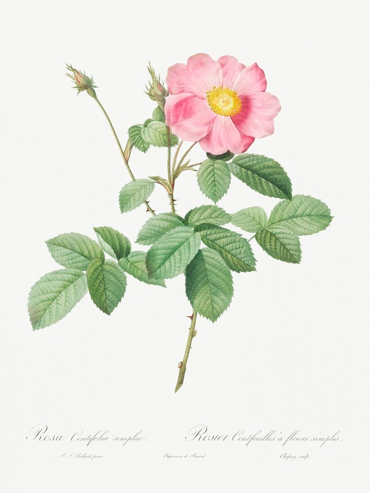 Single Flowered Cabbage Rose, Pierre Joseph Redoute