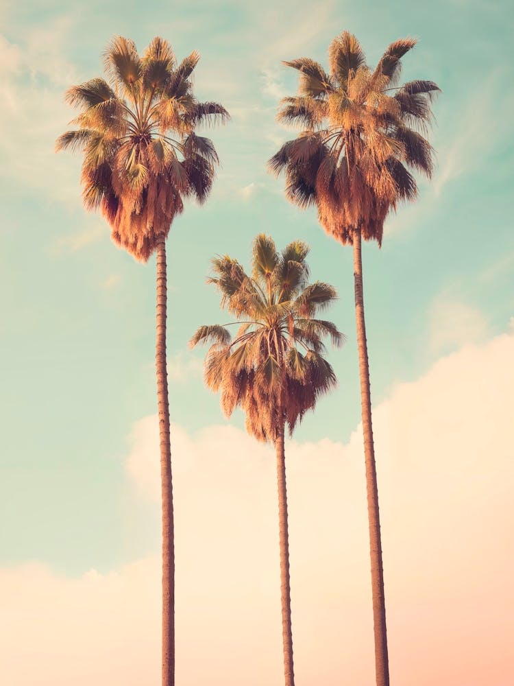 California Dreaming - Palmenparadies