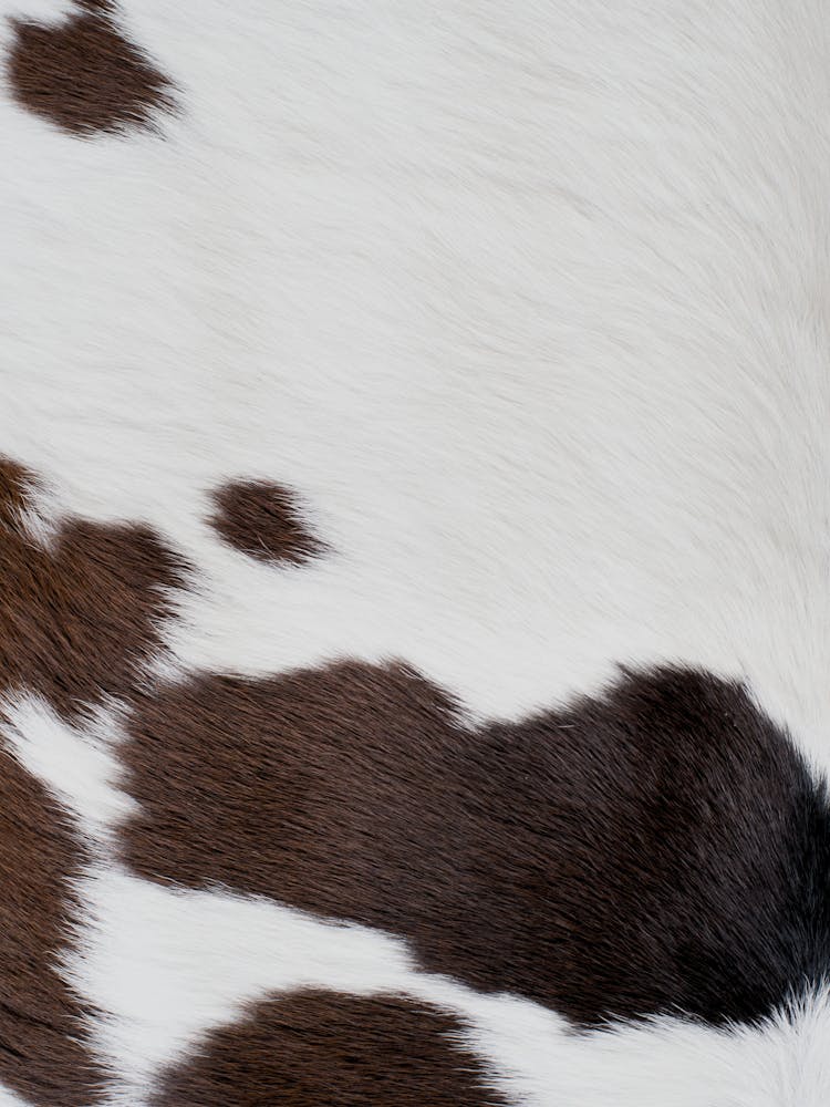 Cow Skin Texture