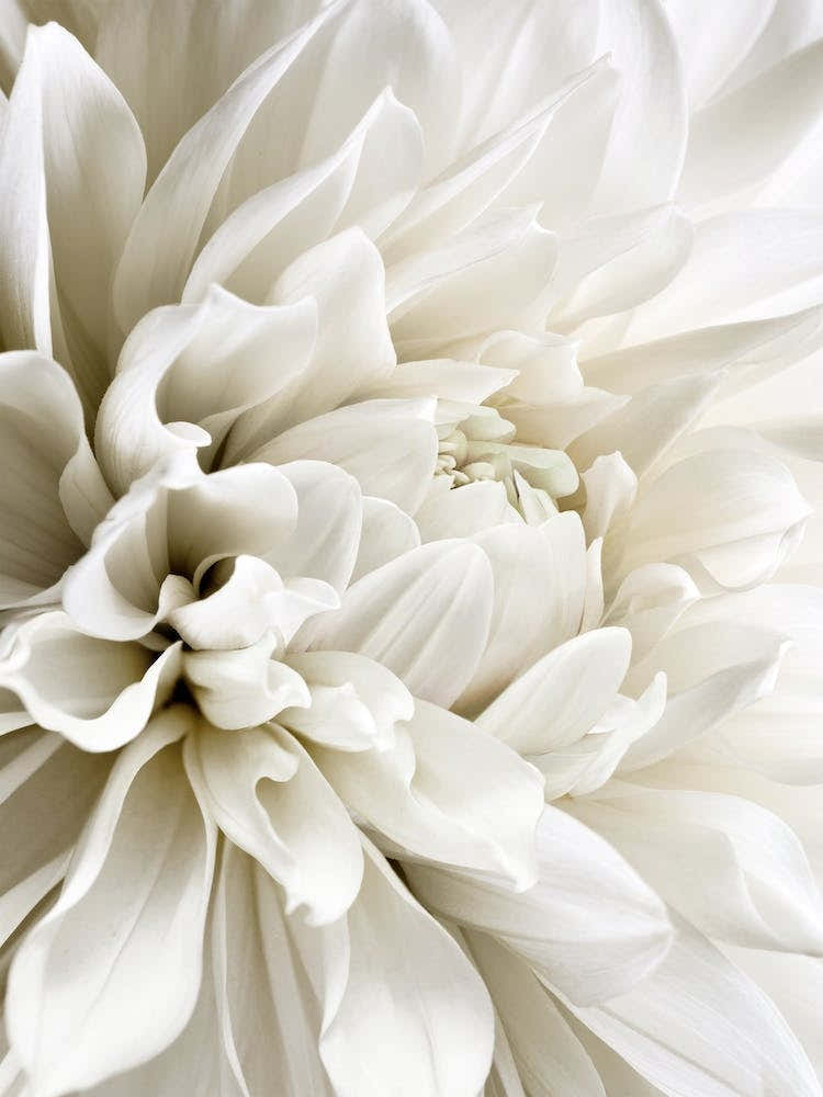White Dahlia