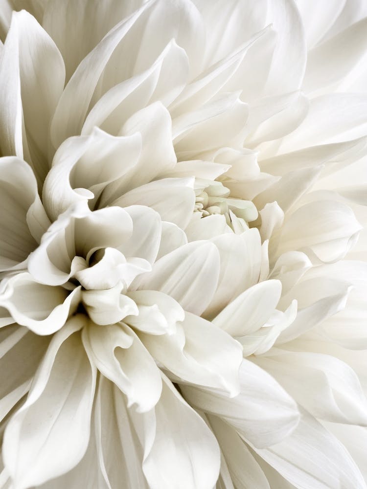 White Dahlia