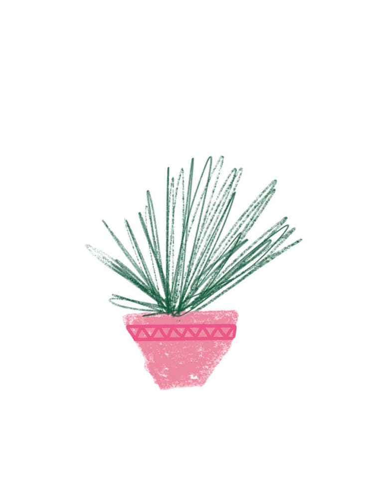 Potted Plant