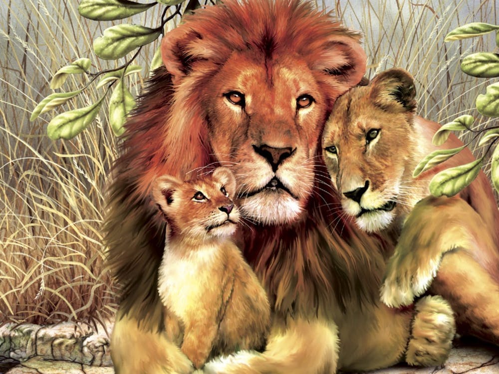 Lion Family