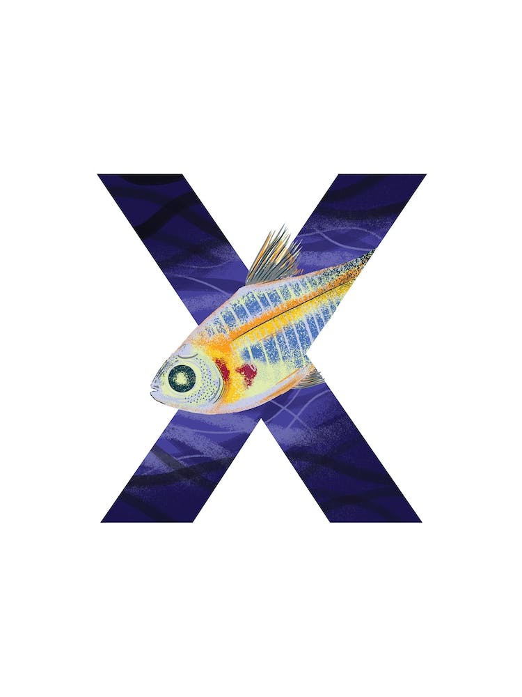 X Is For X Ray Fish 