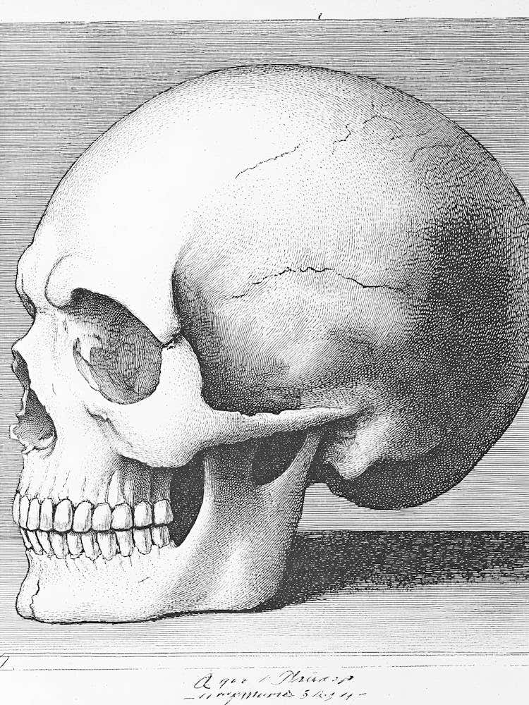 Human Skull 1