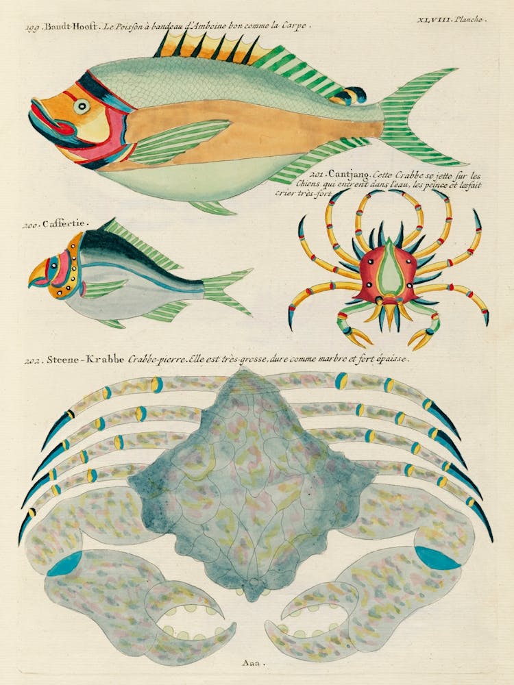 Colourful And Surreal Illustrations Of Fishes Found In Moluccas (Indonesia) And The East Indies, Louis Renard(58)
