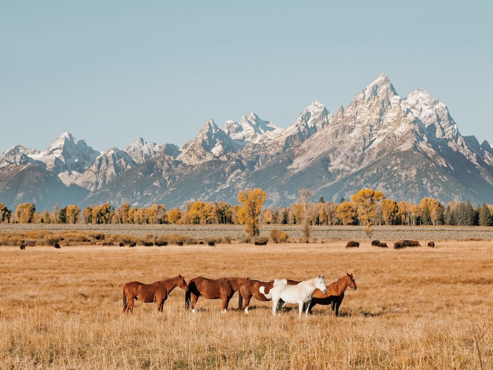 Grand Teton Horses