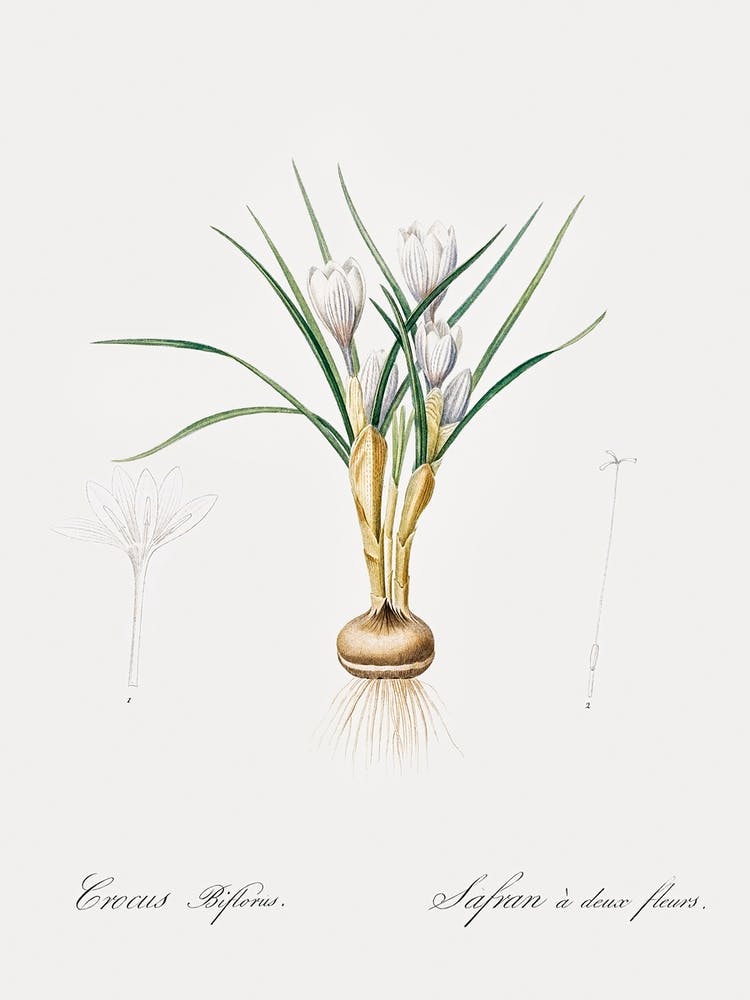 Silvery Crocus Illustration From Les Liliacées (1805), Pierre Joseph Redoute