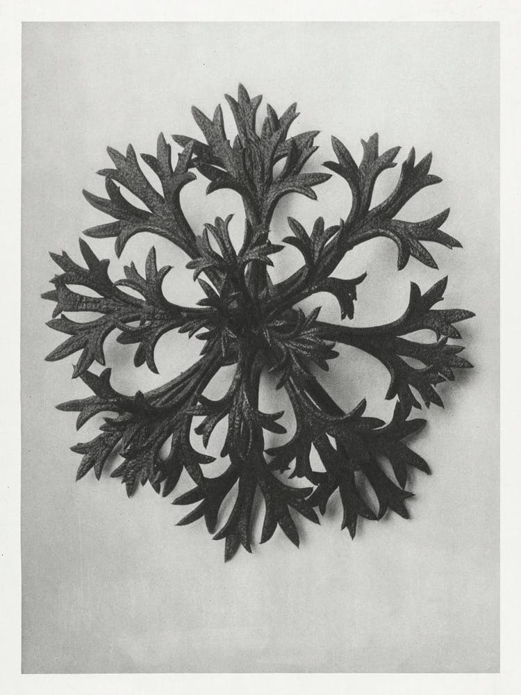 Willkomm S Saxifrage (1928), Karl Blossfeldt