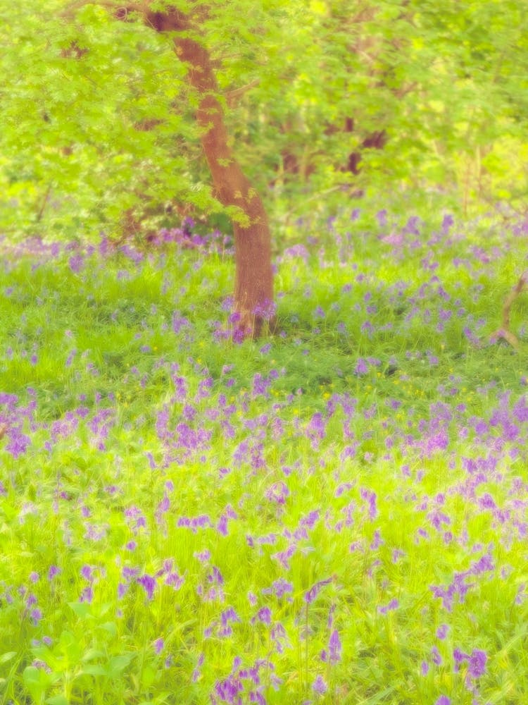 Printemps dans les Bois