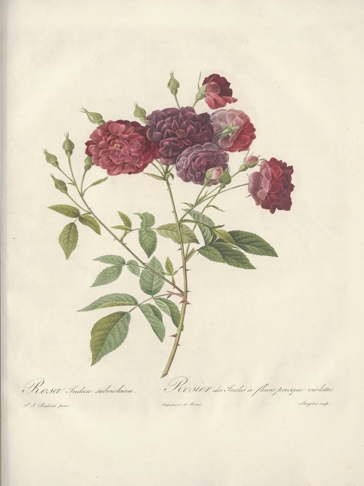 Rose Illustration, Pierre Joseph Redoute (11) 1