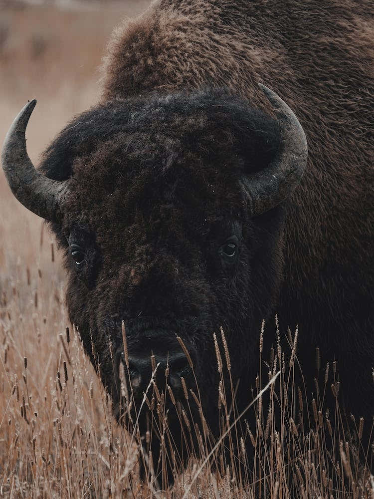 Modern Bison View