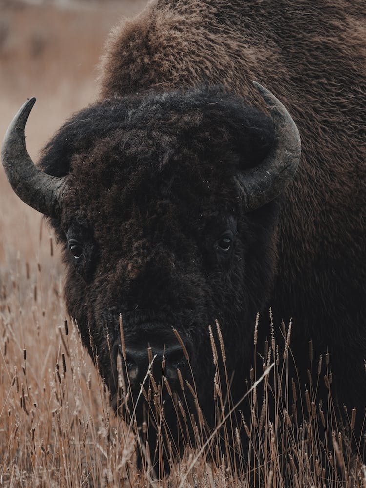 Modern Bison View