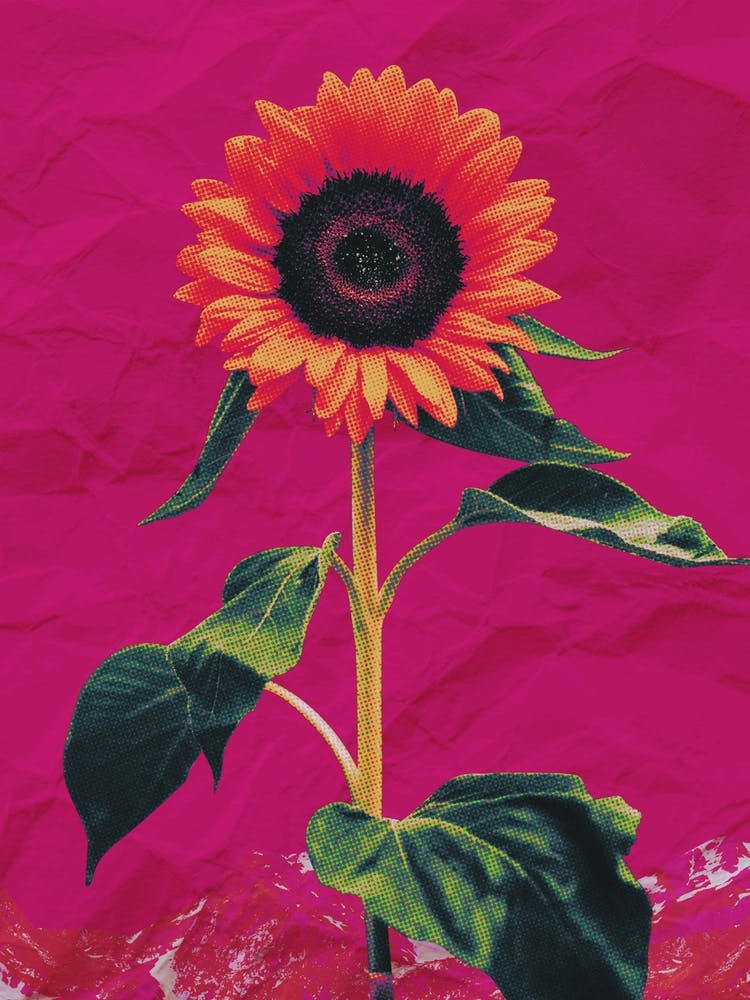 Sunflower Bold Magenta Collage
