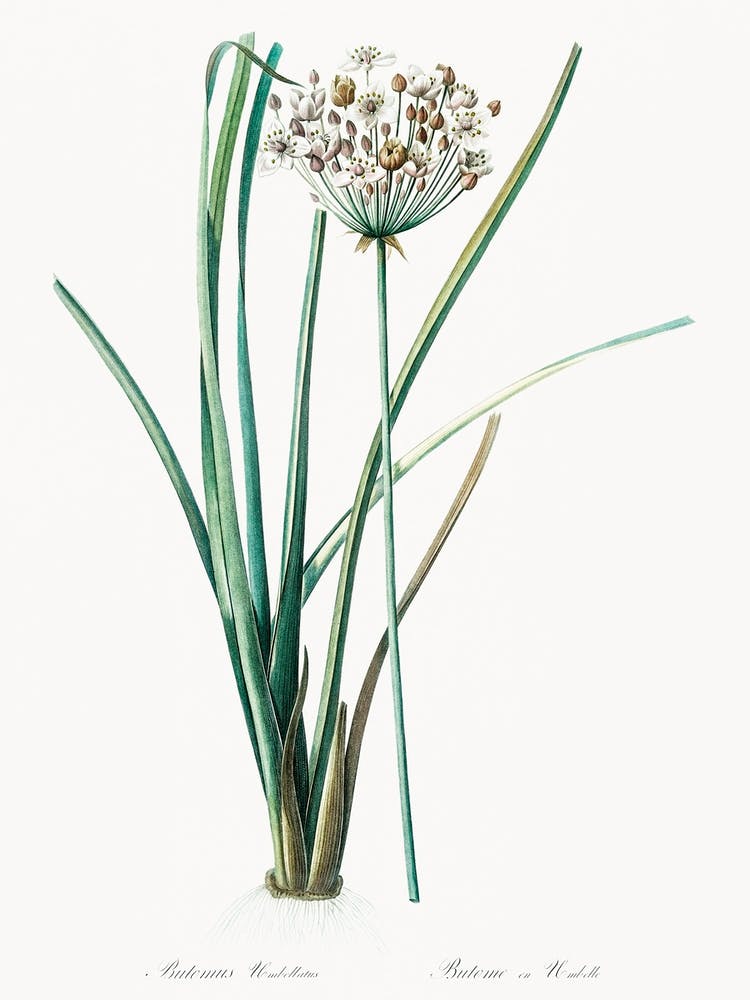 Flowering Rush Illustration From Les Liliacées (1805), Pierre Joseph Redoute