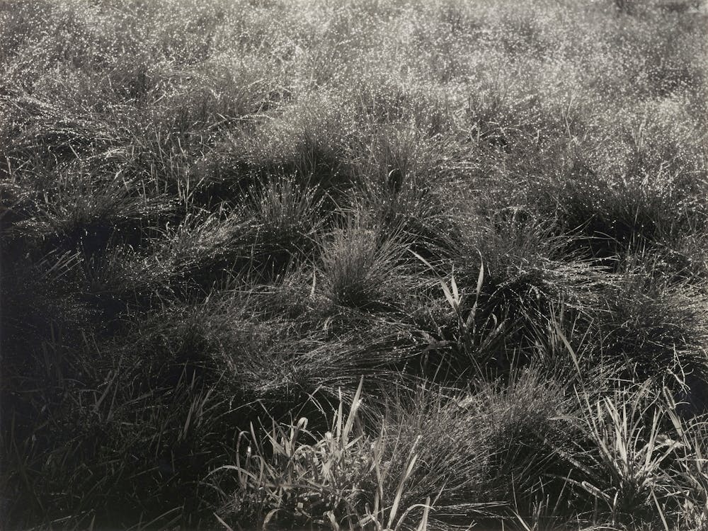 Grasses (1933), Alfred Stieglitz