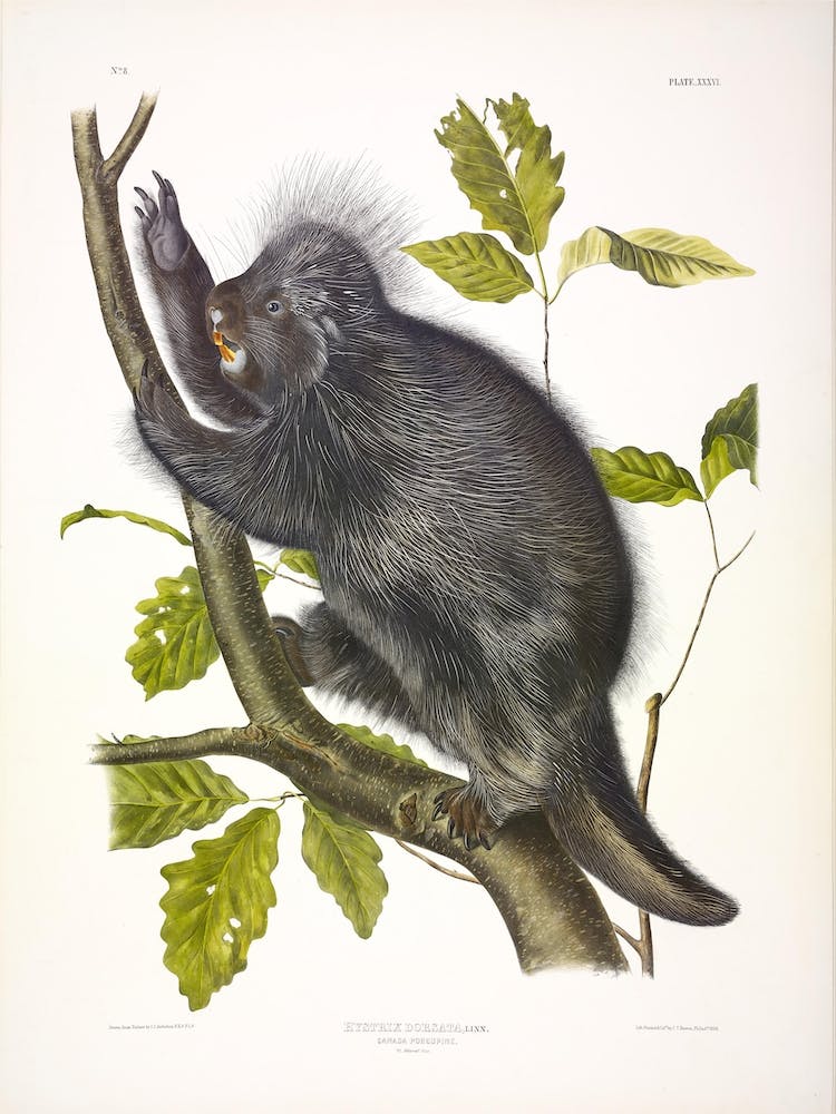 Canada Porcupine, John James Audubon