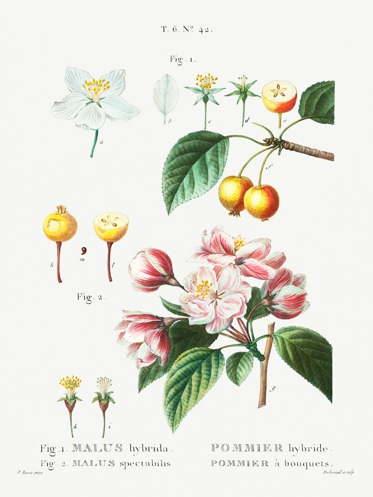 Flowering Crabapple, Chinese Flowering Apple, Pierre Joseph Redoute