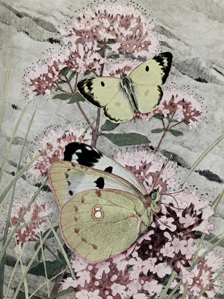 Two Butterflies On Pink Flowers