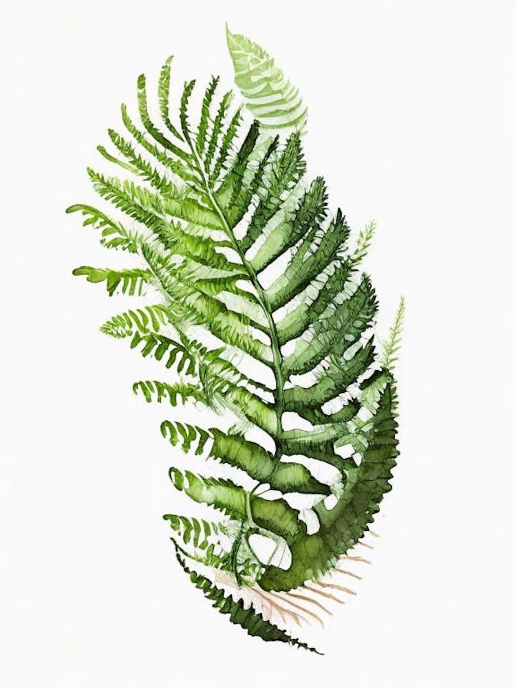 Ostrich Fern Watercolour