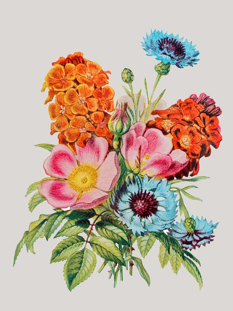 Colourful Flowers Floral Illustration