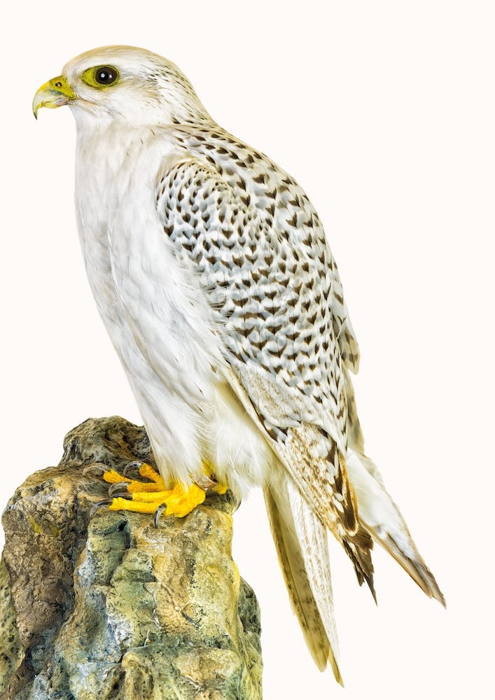 Birds III