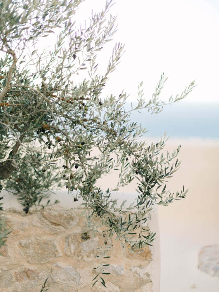 Olive Tree By The Sea In Greece
