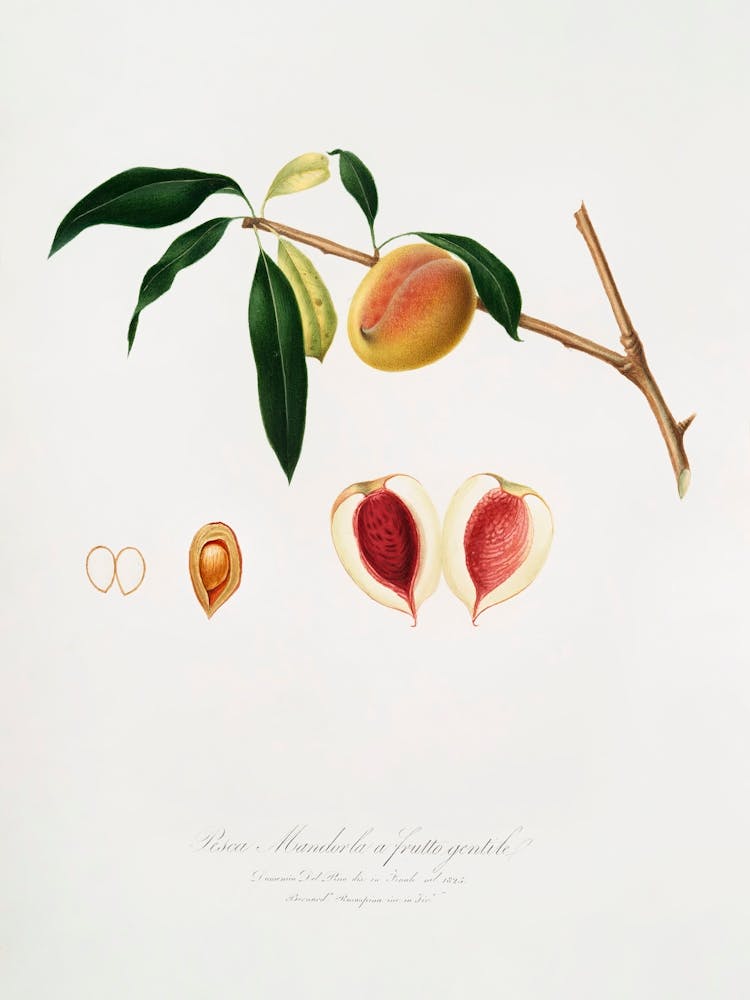 Peach (Persica Amygdalus) From Pomona Italiana (1817 1839), Giorgio Gallesio 1