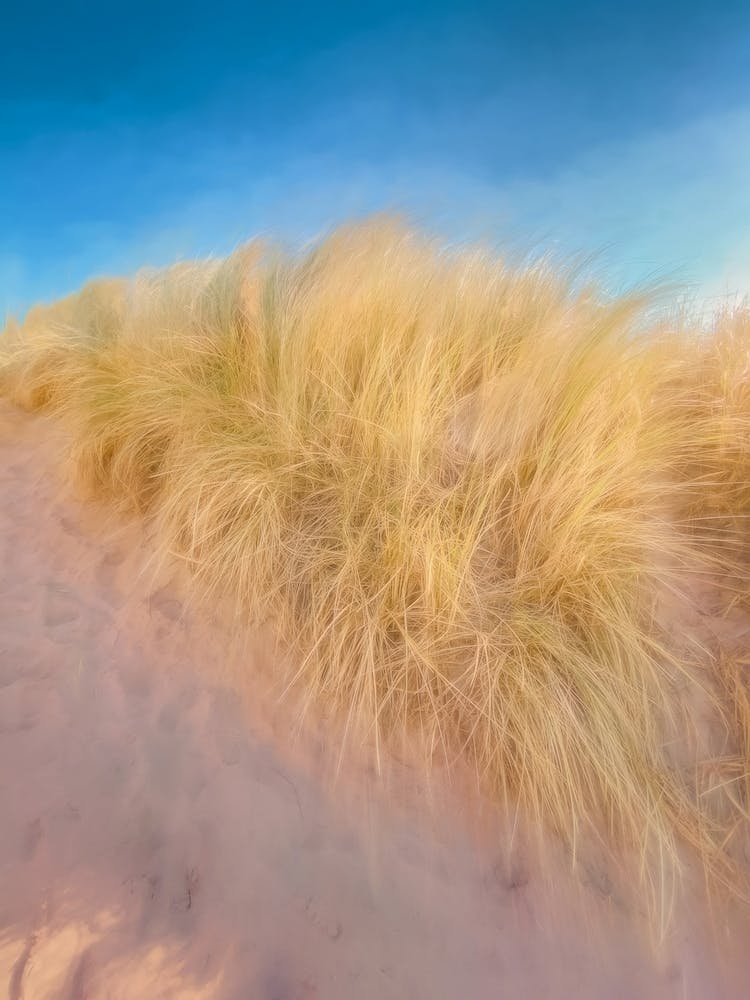 Beach Grass
