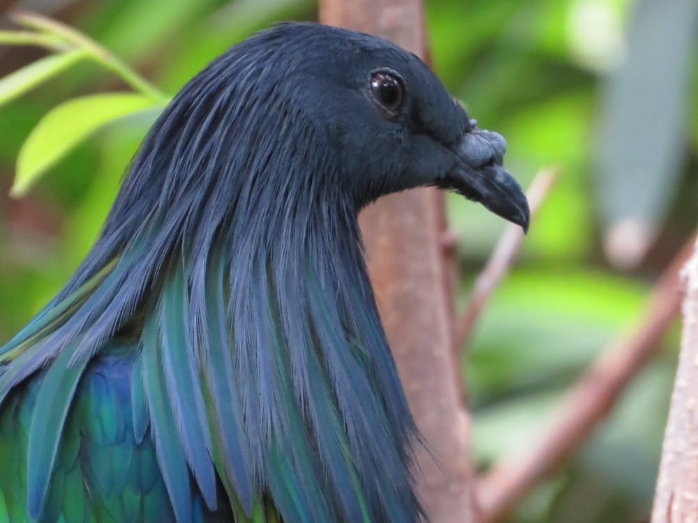 Pretty bird black green in park