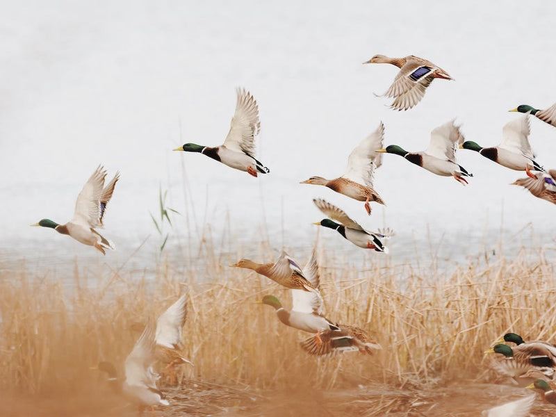 Mallard Ducks Flying