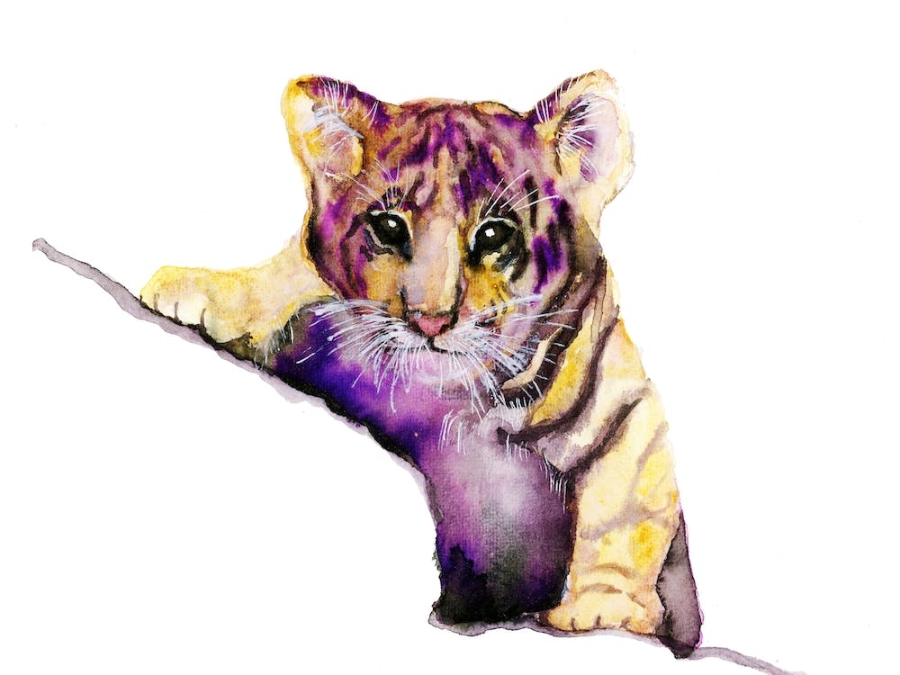 Little Tiger