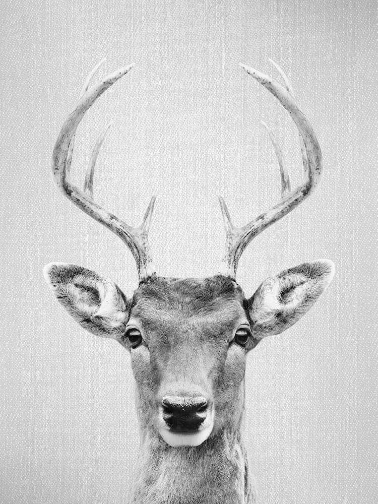 Deer 2 - Black & White