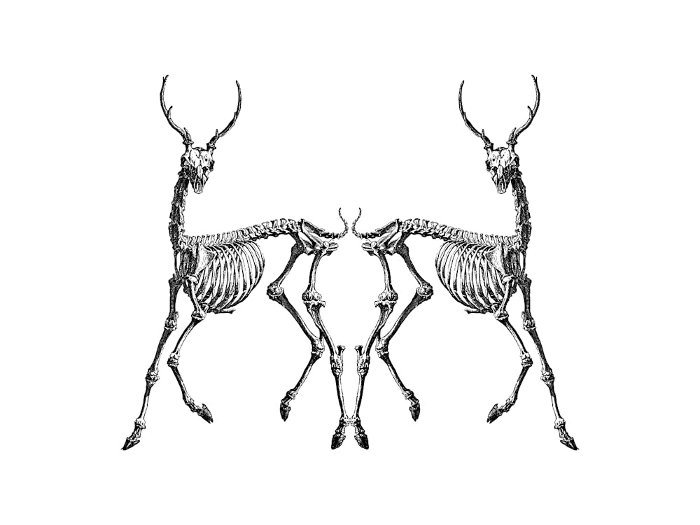Forgotten deers