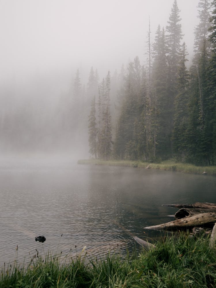 Foggy Forest Lake