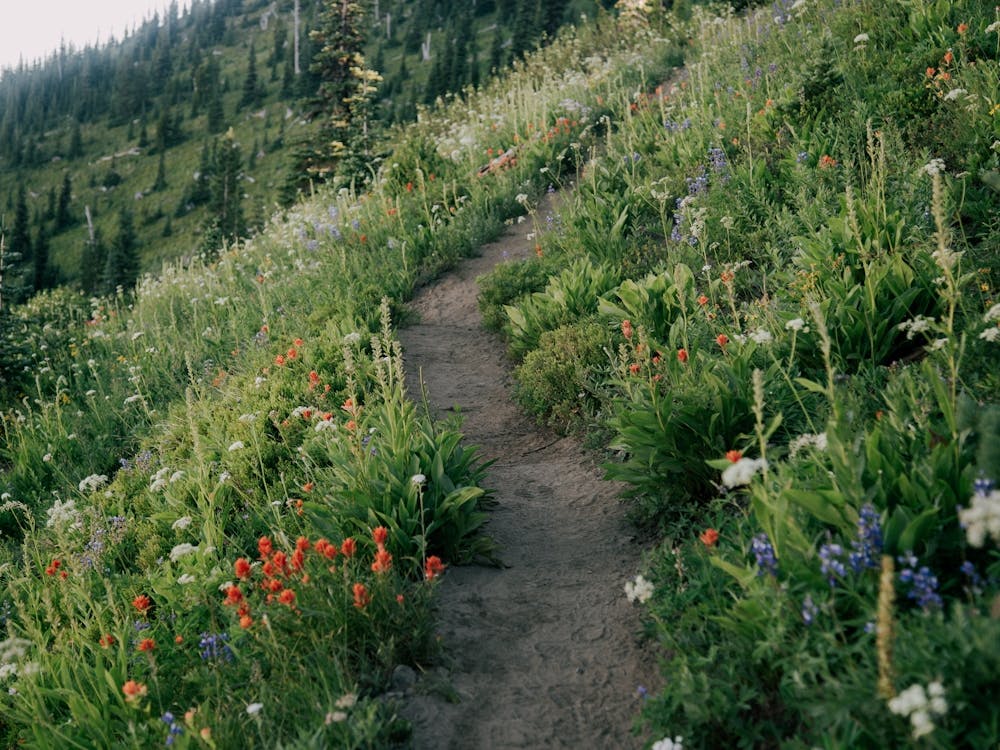 Wildflower Hike