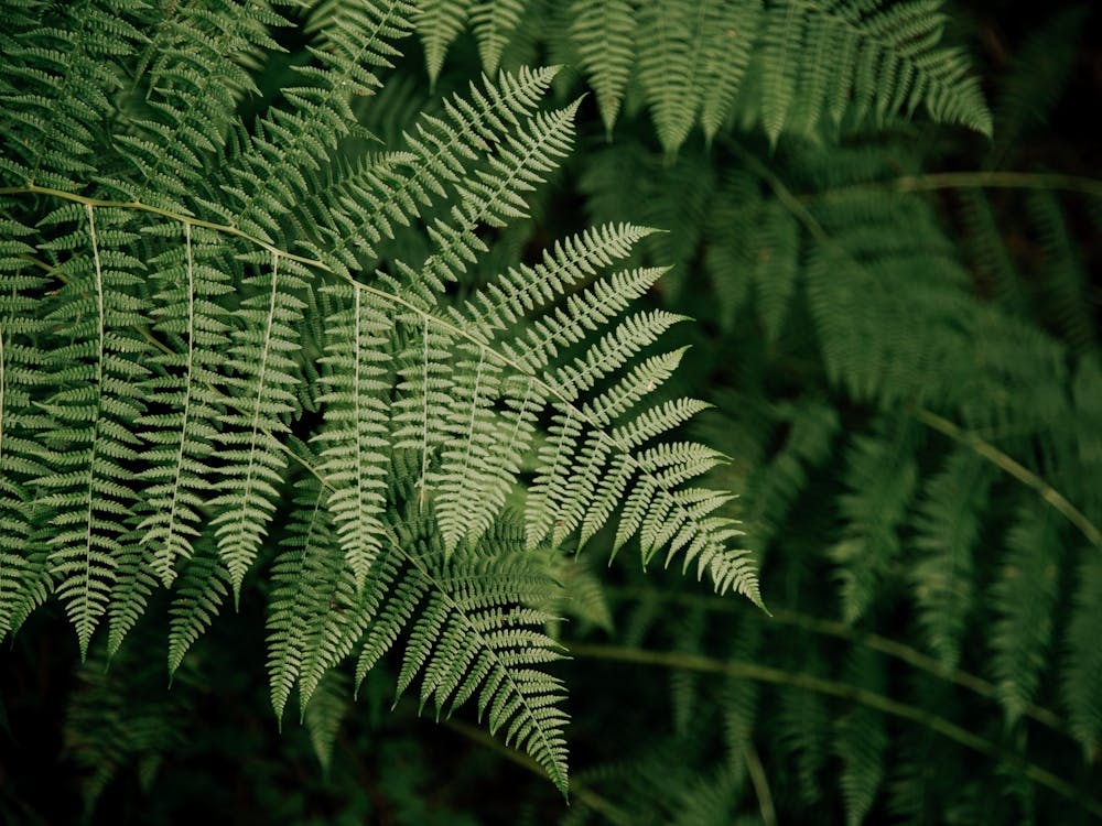 Ferns VI