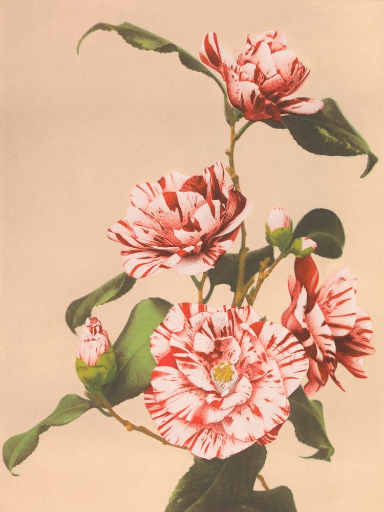 Beautiful Photomechanical Prints Of Striped Camellias, Kazumasa Ogawa
