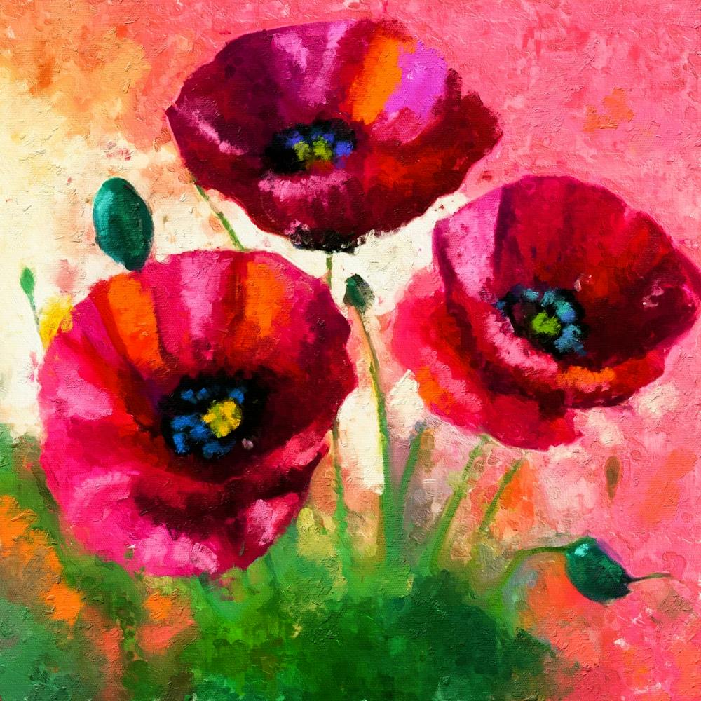 Mohn Dunkle Blumen