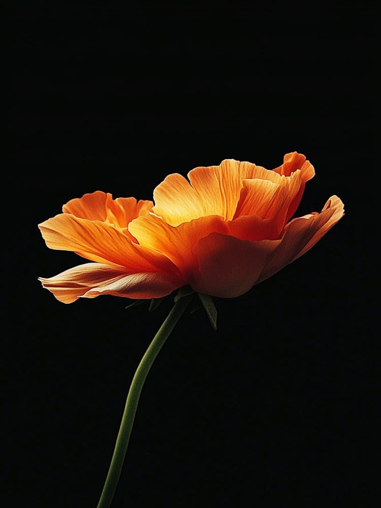 Orange Poppy 2